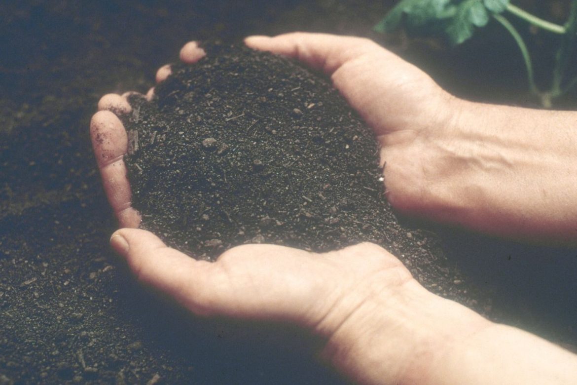 farmer's hands holding soil in a crop field